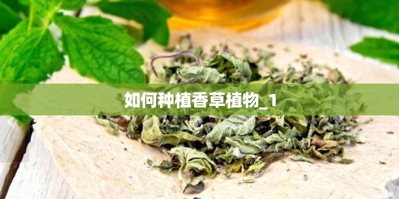 如何种植香草植物_1 如何种植香草植物_1