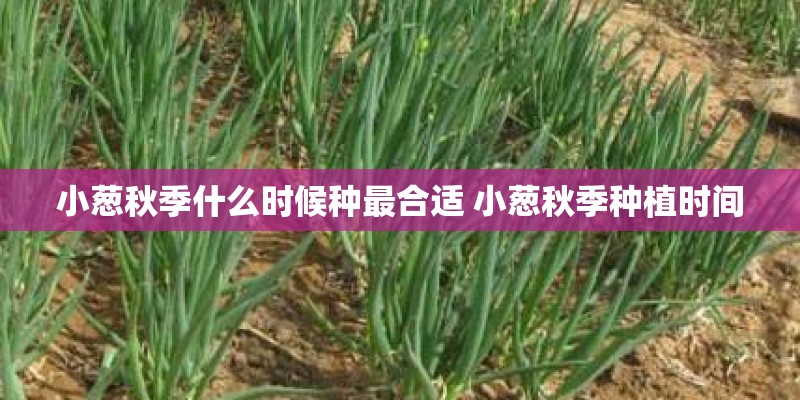 小葱秋季什么时候种最合适 小葱秋季种植时间