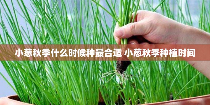 小葱秋季什么时候种最合适 小葱秋季种植时间 小葱秋季什么时候种最合适 小葱秋季种植时间