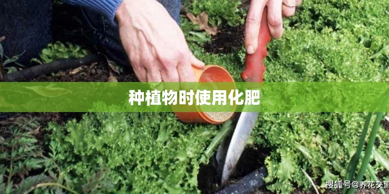 种植物时使用化肥