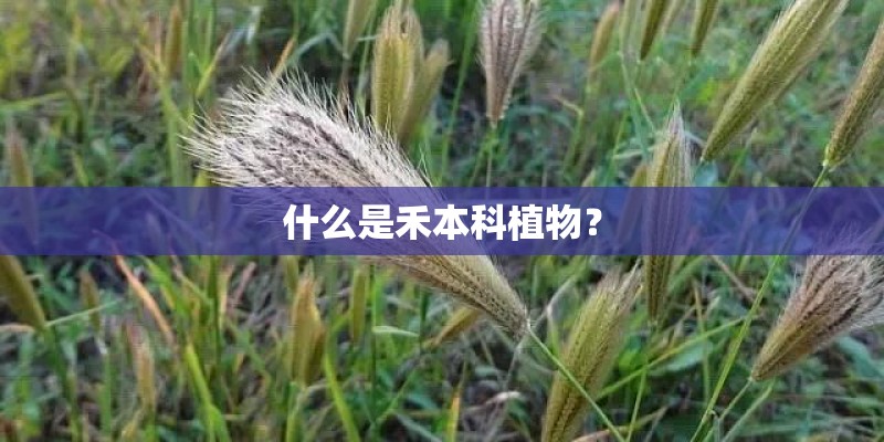 什么是禾本科植物？