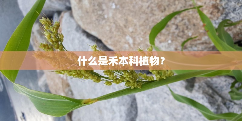 什么是禾本科植物？
