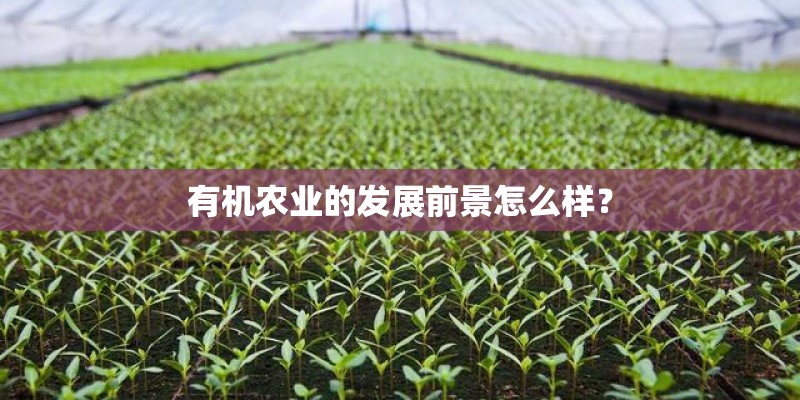 有机农业的发展前景怎么样? 有机农业的发展前景怎么样?