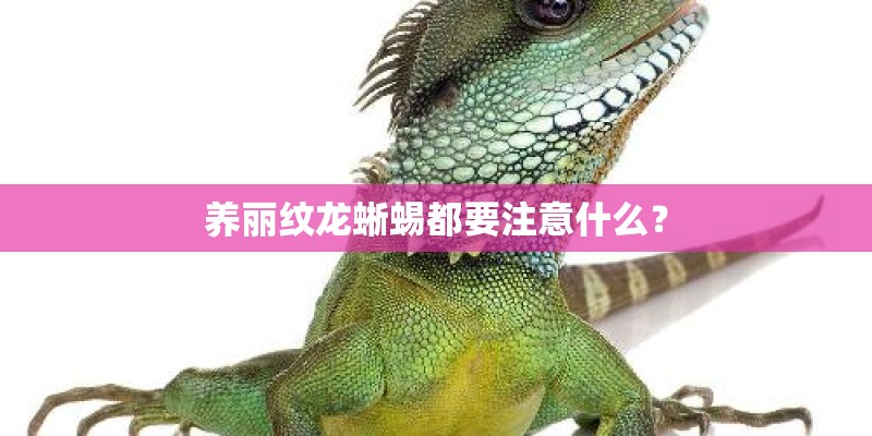养丽纹龙蜥蜴都要注意什么? 养丽纹龙蜥蜴都要注意什么?