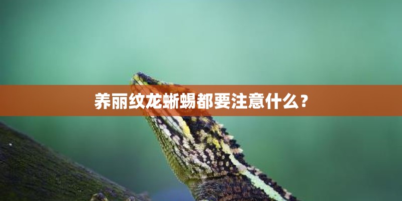 养丽纹龙蜥蜴都要注意什么? 养丽纹龙蜥蜴都要注意什么?