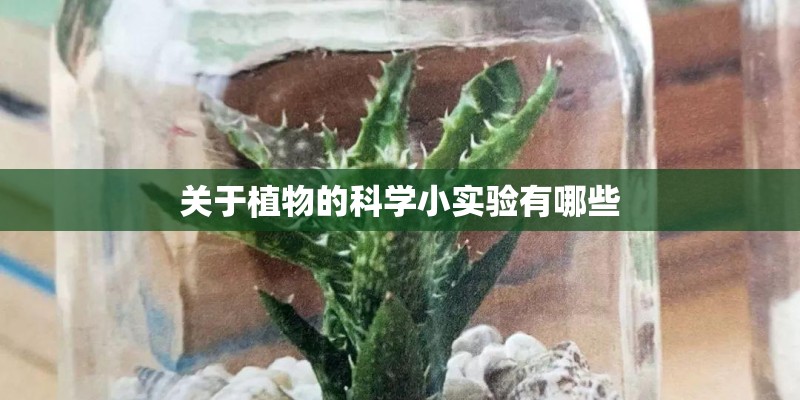 关于植物的科学小实验有哪些