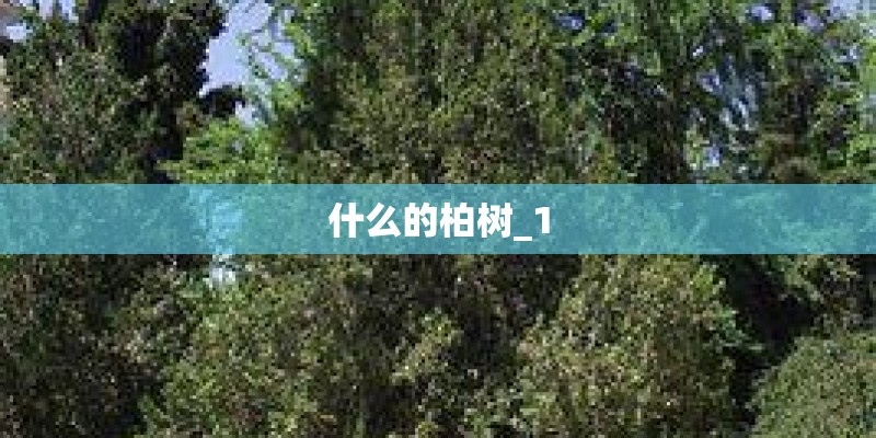 什么的柏树_1