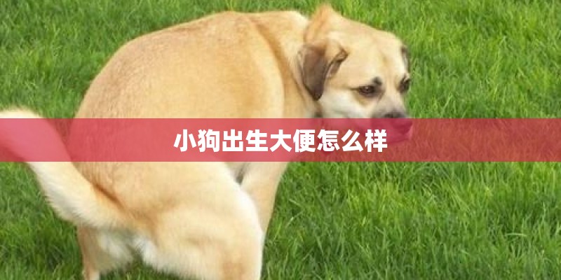 小狗出生大便怎么样 小狗出生大便怎么样