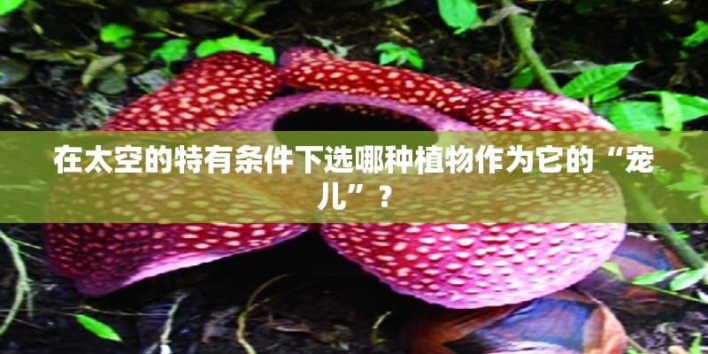 在太空的特有条件下选哪种植物作为它的“宠儿”? 在太空的特有条件下选哪种植物作为它的“宠儿”?