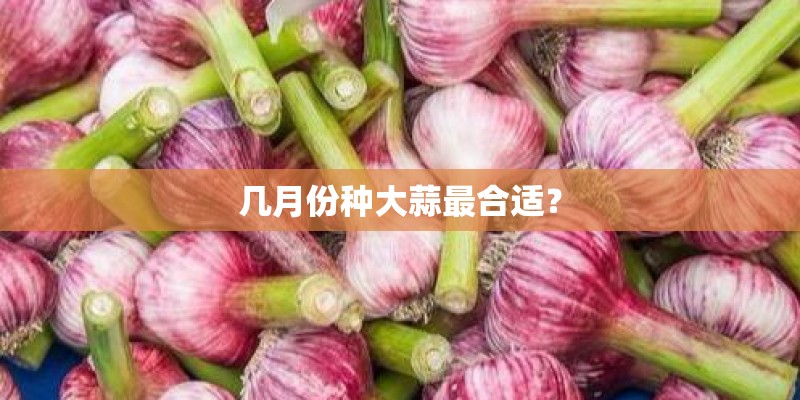 几月份种大蒜最合适？