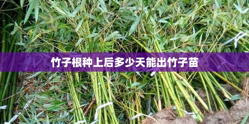 竹子根种上后多少天能出竹子苗 竹子根种上后多少天能出竹子苗