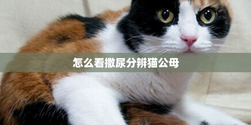 披萨草是什么调料 披萨草是什么调料