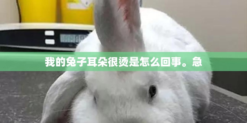 我的兔子耳朵很烫是怎么回事。急 我的兔子耳朵很烫是怎么回事。急