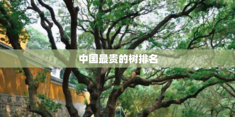 中国最贵的树排名