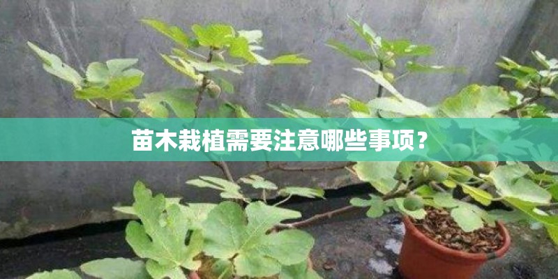 苗木栽植需要注意哪些事项? 苗木栽植需要注意哪些事项?