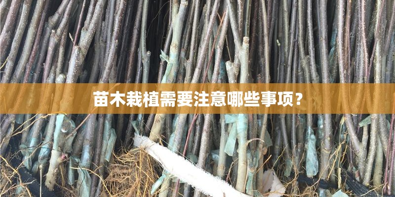 苗木栽植需要注意哪些事项? 苗木栽植需要注意哪些事项?