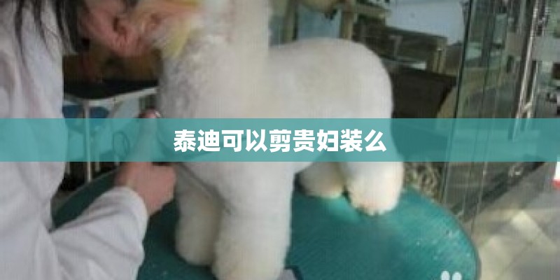 泰迪可以剪贵妇装么 泰迪可以剪贵妇装么