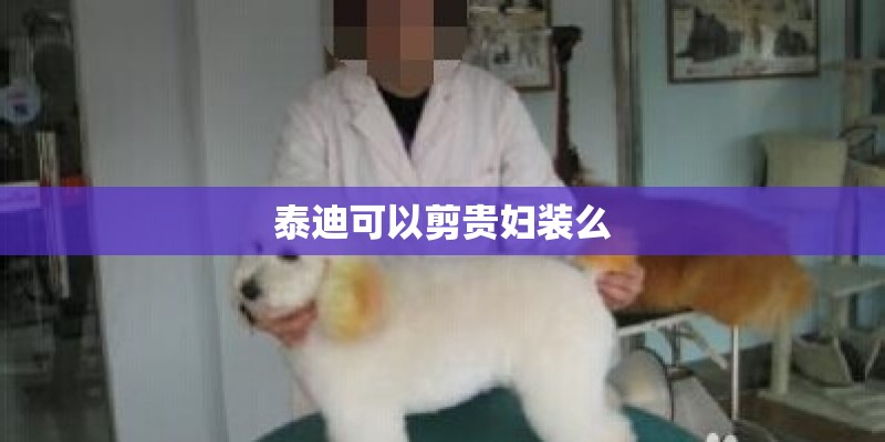 泰迪可以剪贵妇装么 泰迪可以剪贵妇装么