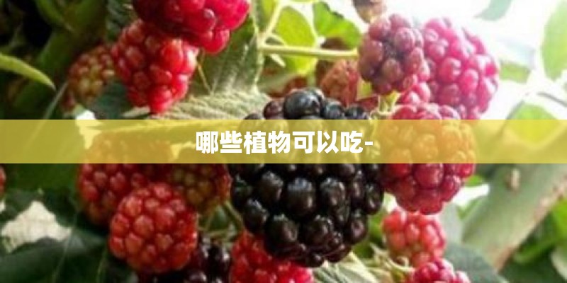 哪些植物可以吃-