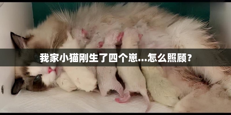 我家小猫刚生了四个崽...怎么照顾？