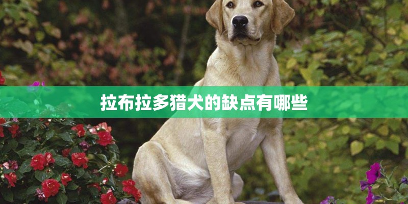 拉布拉多猎犬的缺点有哪些