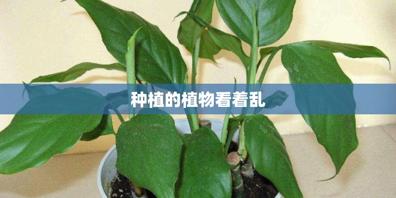 种植的植物看着乱 种植的植物看着乱
