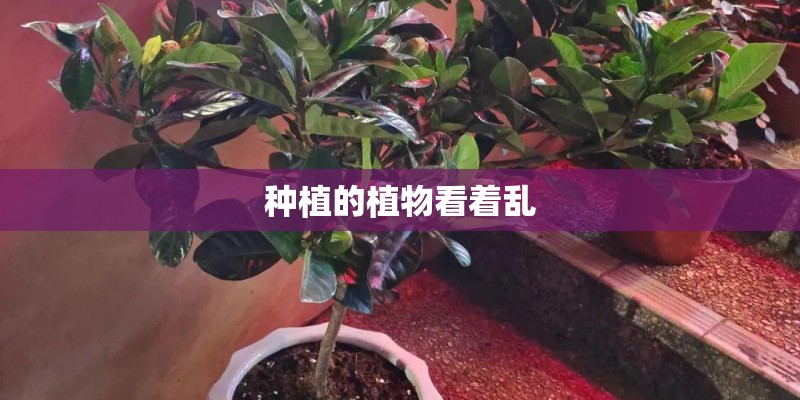 种植的植物看着乱 种植的植物看着乱