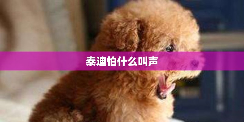 泰迪怕什么叫声 泰迪怕什么叫声