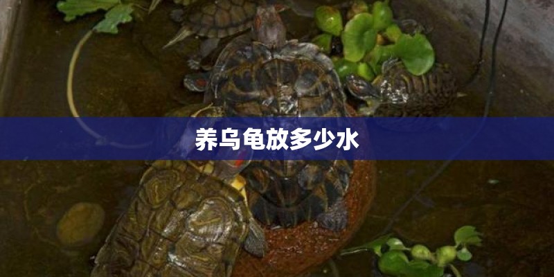养乌龟放多少水 养乌龟放多少水