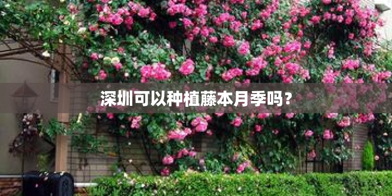 深圳可以种植藤本月季吗？