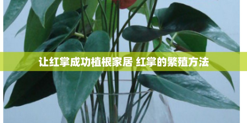 让红掌成功植根家居 红掌的繁殖方法 让红掌成功植根家居 红掌的繁殖方法