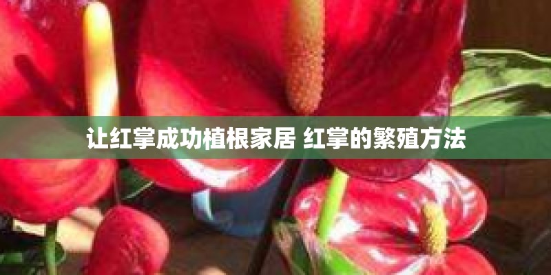 让红掌成功植根家居 红掌的繁殖方法 让红掌成功植根家居 红掌的繁殖方法