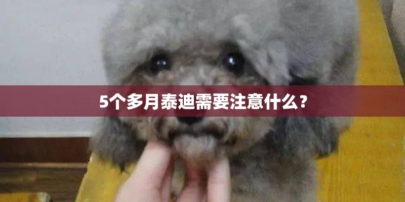 5个多月泰迪需要注意什么？