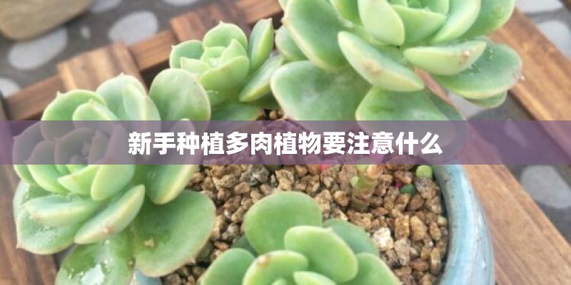新手种植多肉植物要注意什么