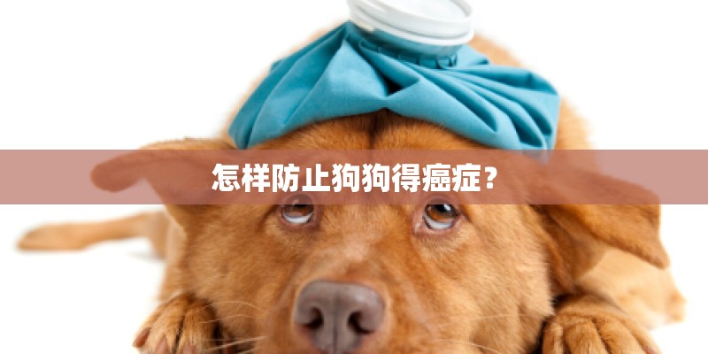 怎样防止狗狗得癌症? 怎样防止狗狗得癌症?
