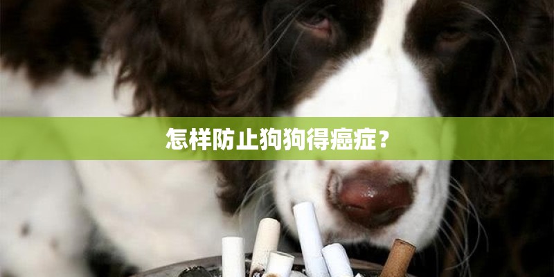 怎样防止狗狗得癌症? 怎样防止狗狗得癌症?