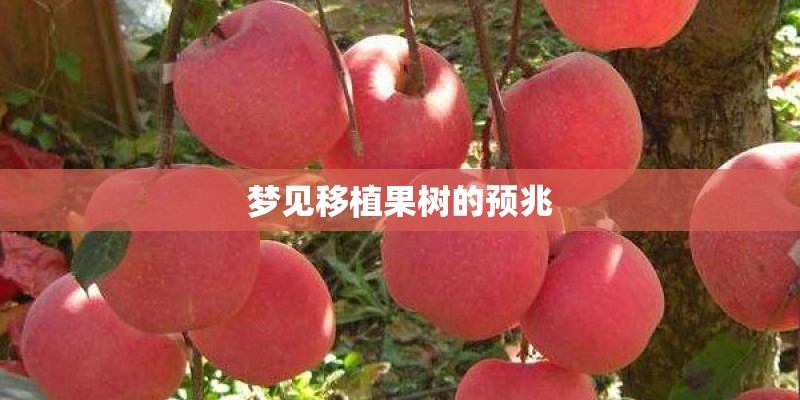 梦见移植果树的预兆 梦见移植果树的预兆