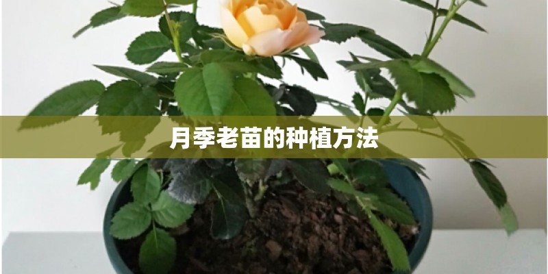 月季老苗的种植方法 月季老苗的种植方法