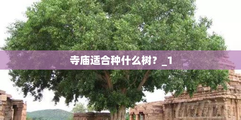 寺庙适合种什么树?_1 寺庙适合种什么树?_1