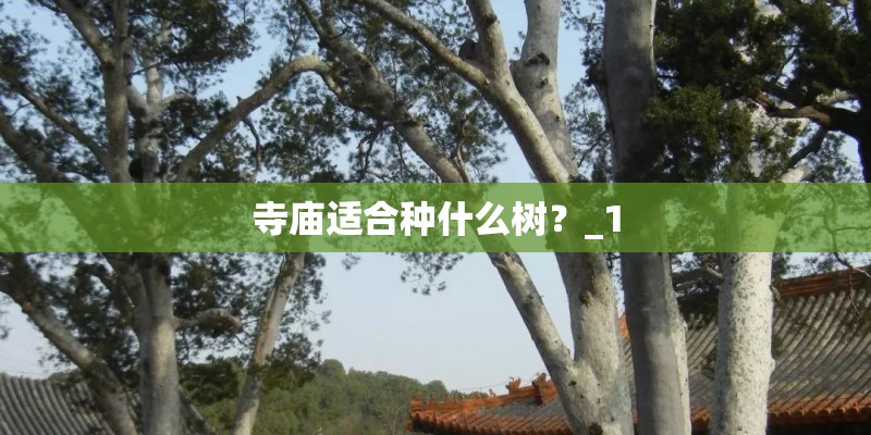 寺庙适合种什么树?_1 寺庙适合种什么树?_1