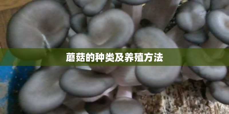 蘑菇的种类及养殖方法