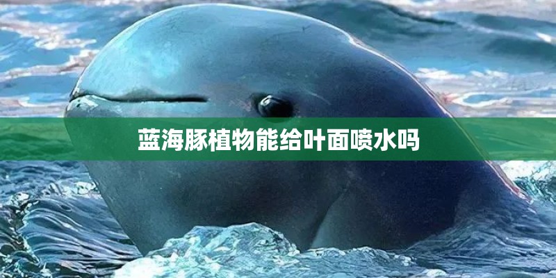 蓝海豚植物能给叶面喷水吗 蓝海豚植物能给叶面喷水吗