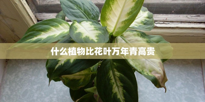 什么植物比花叶万年青高贵 什么植物比花叶万年青高贵