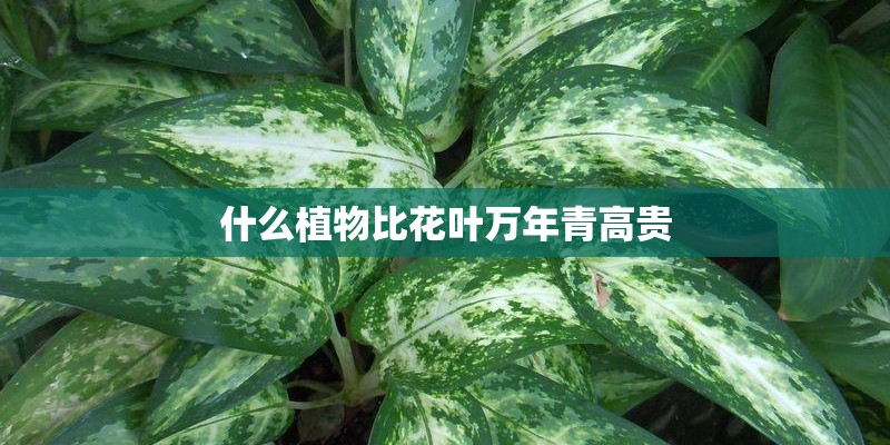 什么植物比花叶万年青高贵 什么植物比花叶万年青高贵