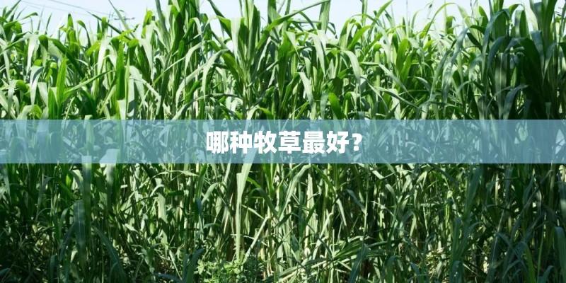哪种牧草最好？
