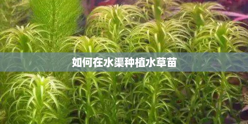 如何在水渠种植水草苗 如何在水渠种植水草苗