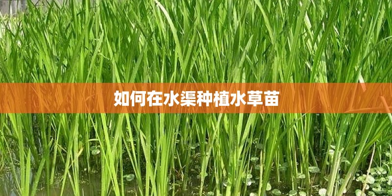 如何在水渠种植水草苗 如何在水渠种植水草苗