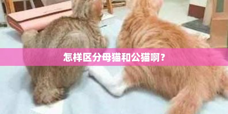 怎样区分母猫和公猫啊? 怎样区分母猫和公猫啊?