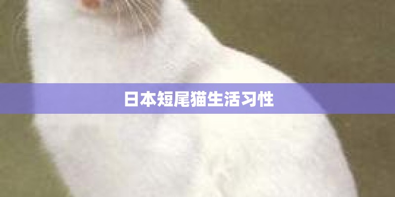 日本短尾猫生活习性 日本短尾猫生活习性