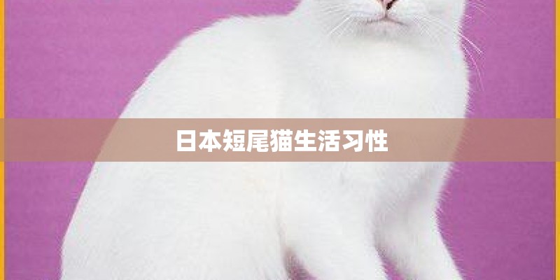 日本短尾猫生活习性 日本短尾猫生活习性